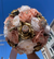 Quinceañera Bouquet in Blush Ivory and Gold