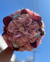 Quinceañera Bouquet in Blush and Mauve