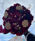 Quinceañera Bouquet in Burgundy