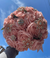 Quinceañera Bouquet in Dusty Rose