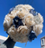 Quinceañera Bouquet in Steal Blue and Champagne