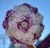 Quinceañera Lavender and White Bouquet