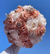 Rose Gold Bouquet for Quinceañera